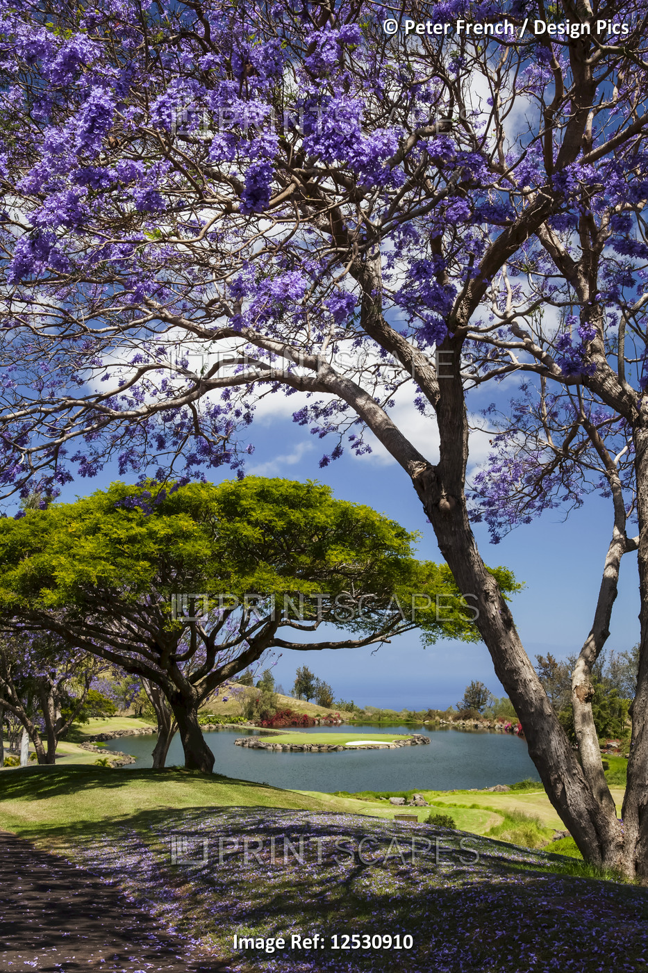 Jacaranda trees in bloom, Big Island Country Club Golf Course, Puwa'awa'a ...