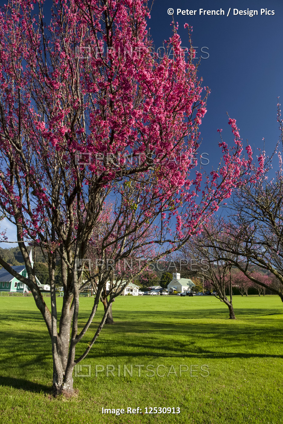 Cherry trees in bloom with the churches of Church Row in the background, Cherry ...
