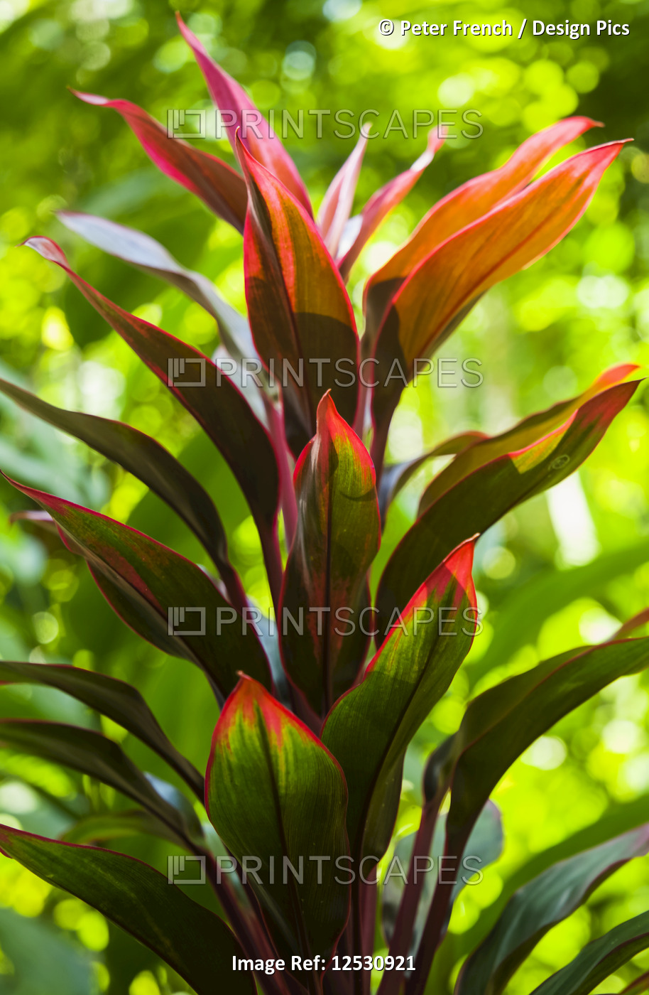 Variegated Ti plant, Hawaii Tropical Botanical Garden at Onomea Valley and Bay, ...