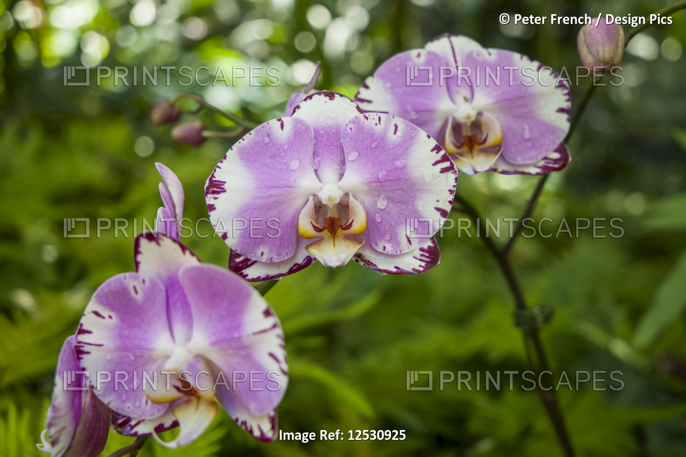 Orchids in bloom in the Orchid Garden, Hawaii Tropical Botanical Garden at ...