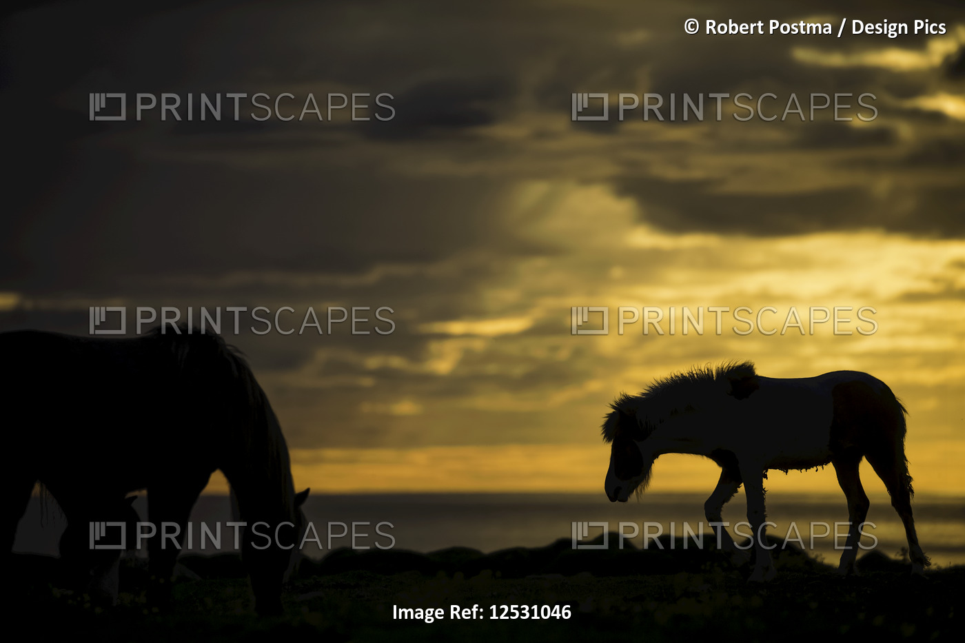 Silhouette of Icelandic horses at sunset, near Hofsos; Iceland