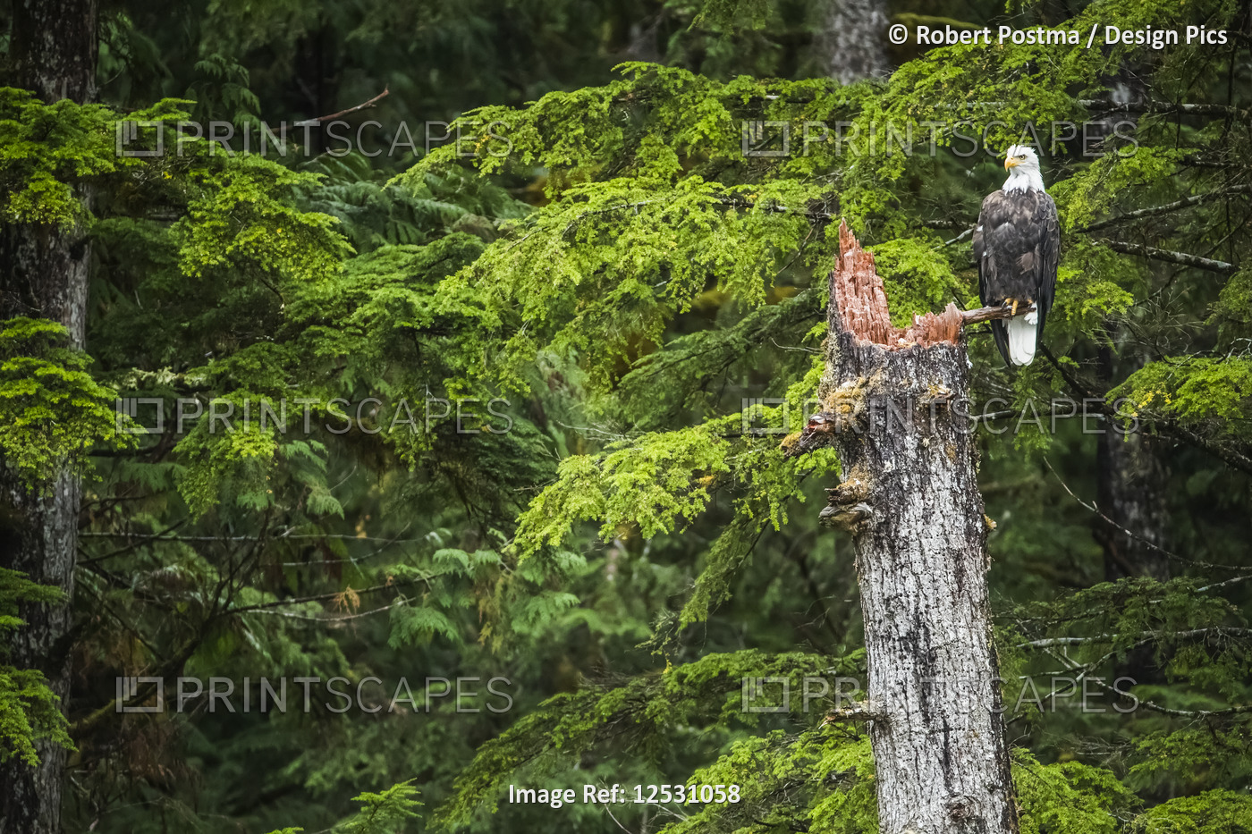 Bald Eagle (Haliaeetus leucocephalus) sitting in a tree in the Great Bear ...