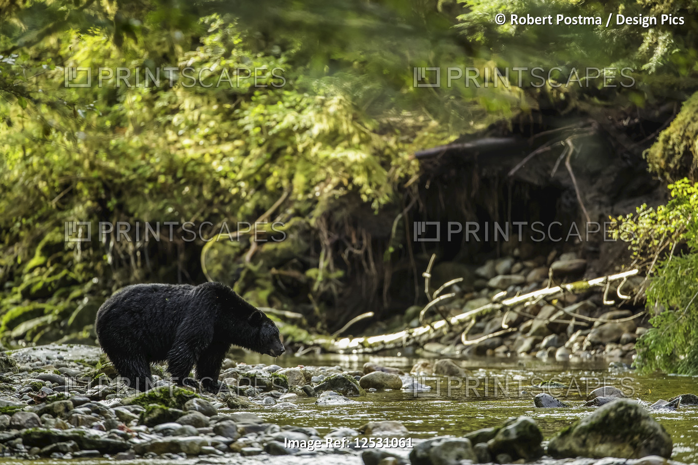Black bear (Ursus americanus) fishing in a stream in the Great Bear Rainforest; ...