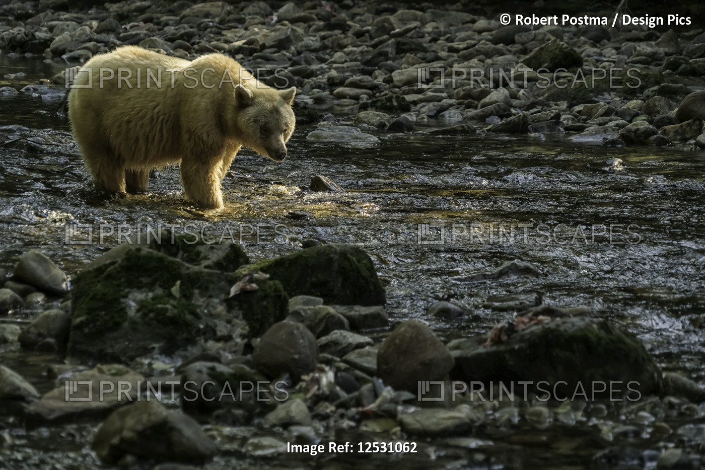 Spirit Bear, or Kermode Bear, (Ursus americanus kermodei) walking in a stream ...