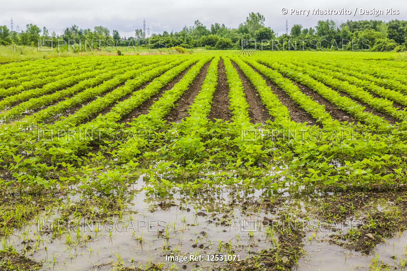 Agricultural crop in a field flooded with excess rain water due to the effects ...