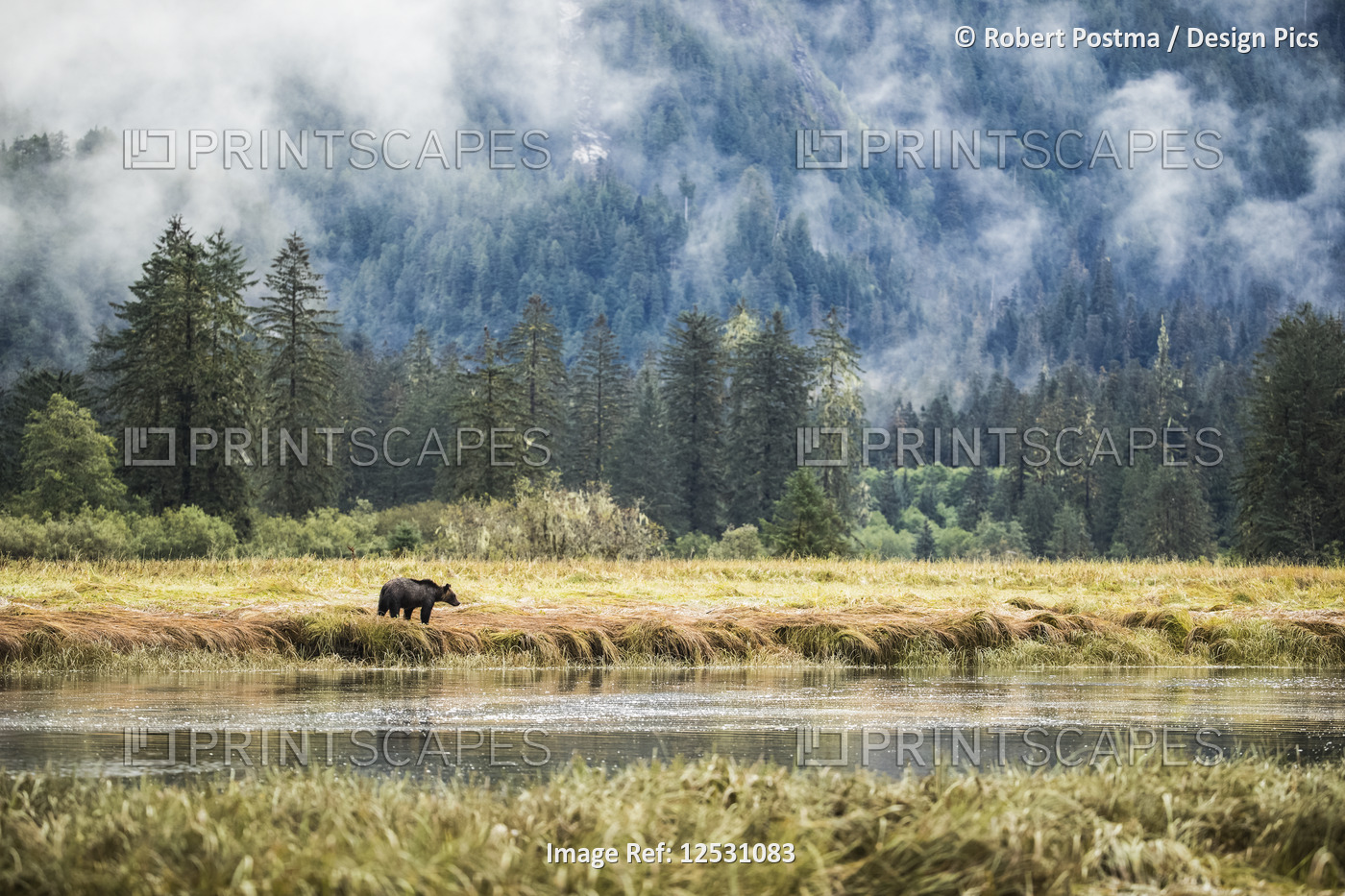 Grizzly bear (Ursus arctos horribilis) walking in the tidal area of the Great ...