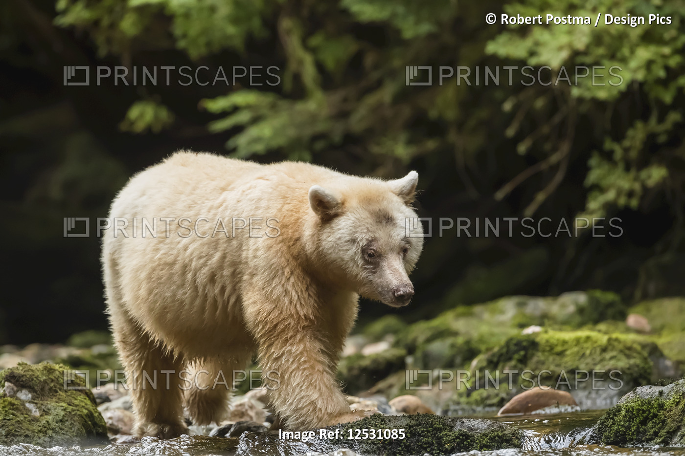 Spirit Bear, or Kermode Bear (Ursus americanus kermodei) fishing in the Great ...