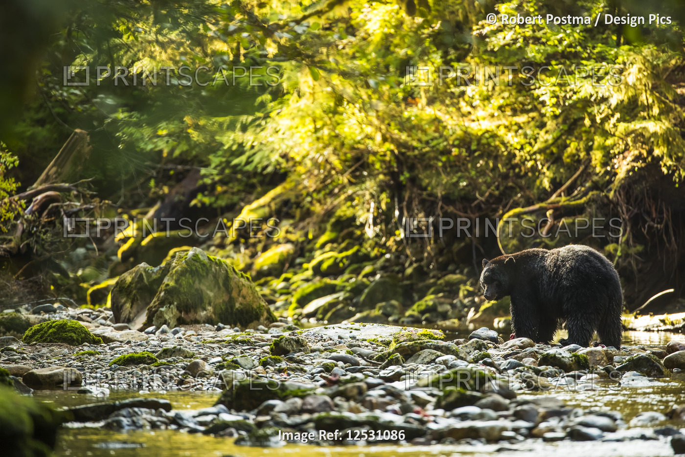 Black bear (Ursus americanus) fishing in a stream in the Great Bear Rainforest; ...