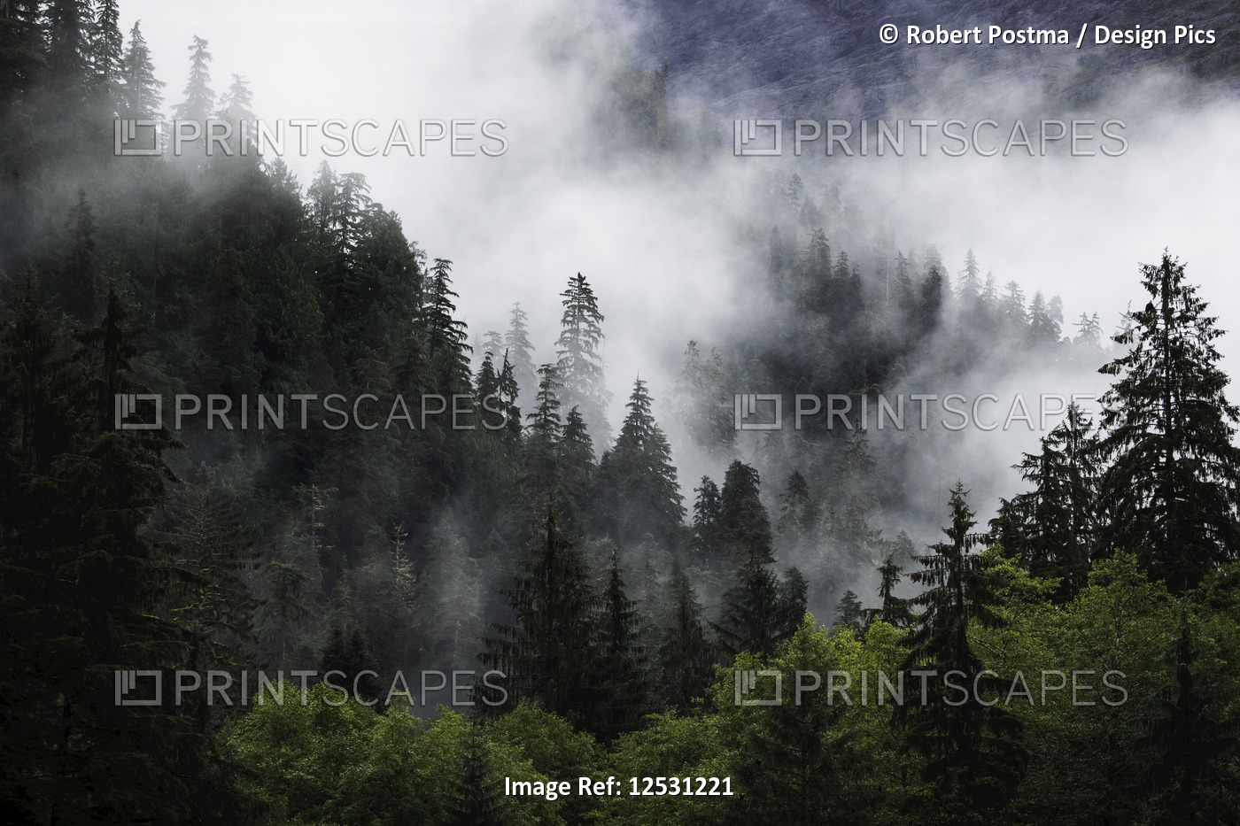 Scenic views of the Great Bear Rainforest with mist and low cloud; Hartley Bay, ...