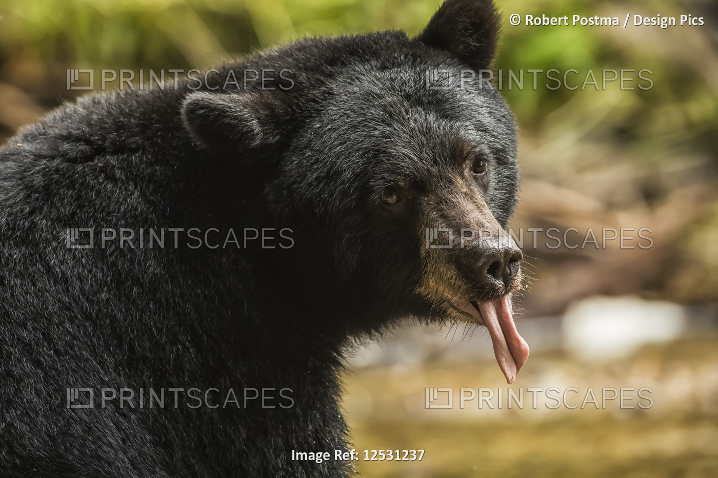 Close-up of a Black Bear (Ursus americanus) with it's tongue sticking out, ...