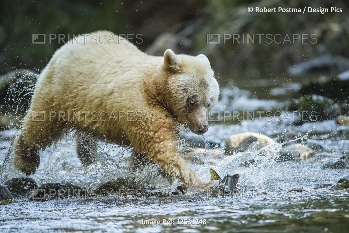 Kermode Bear (Ursus americanus kermodei), also known as the Spirit Bear, ...