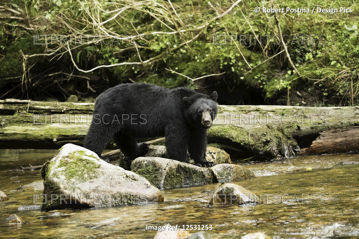 Black bear (Ursus americanus) fishing in the Great Bear Rainforest; Hartley ...