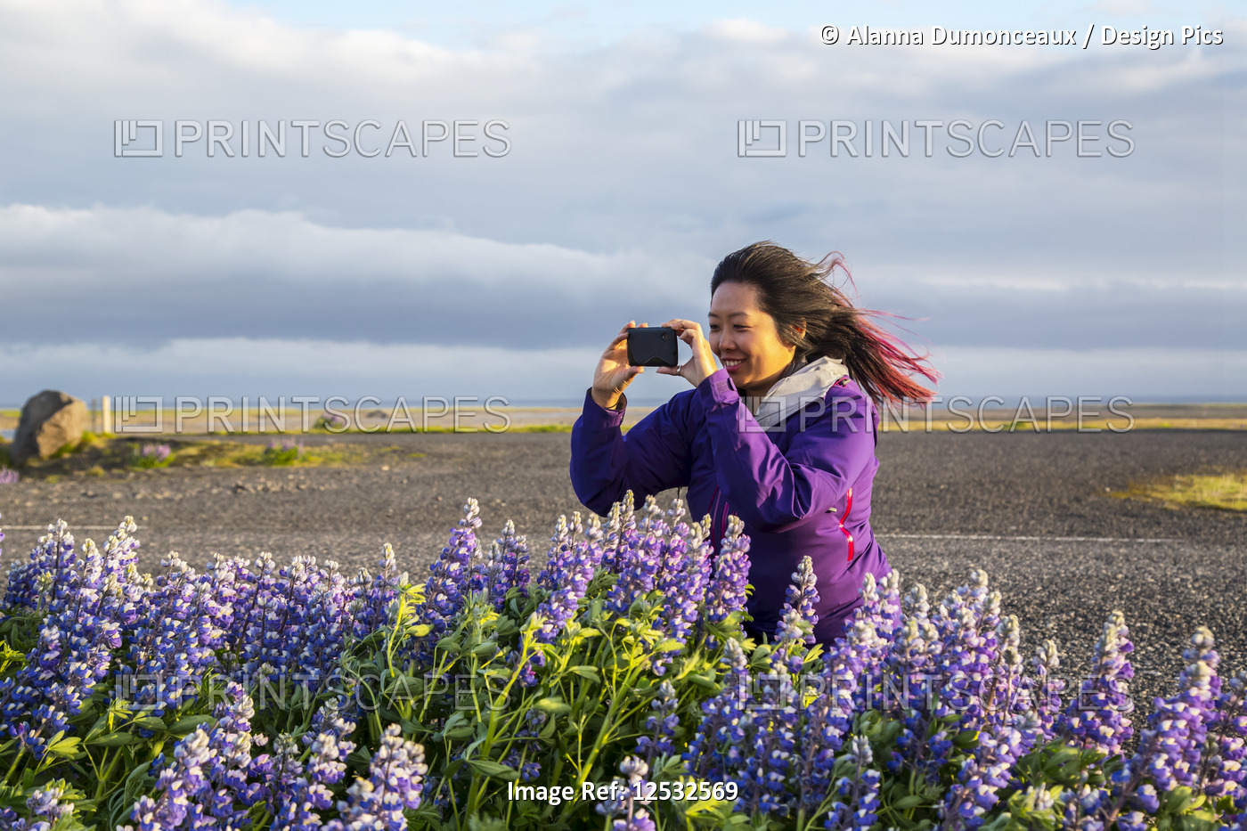 An asian female traveller takes pictures of the lupine flowers on a very windy ...