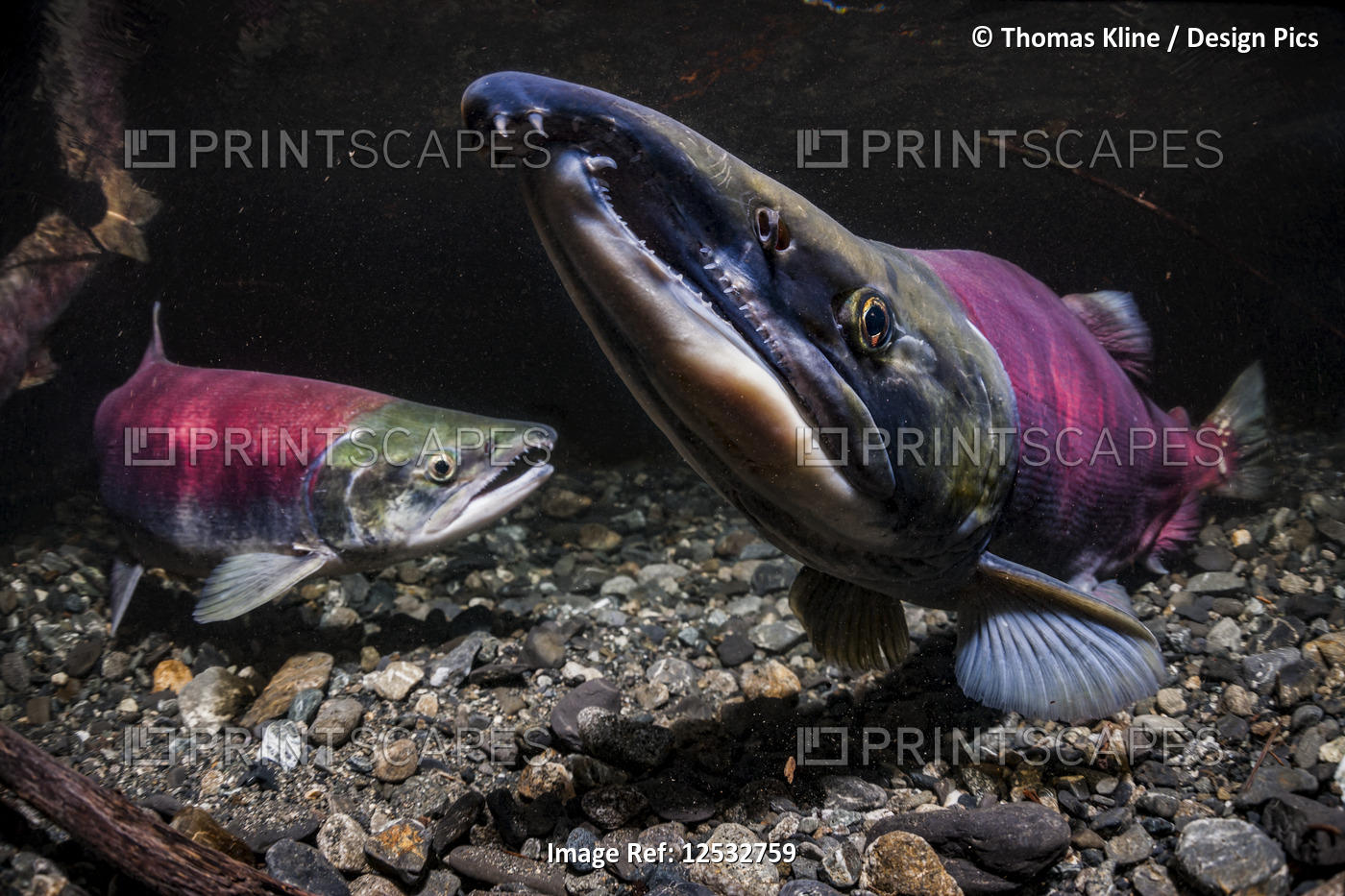 Sockeye Salmon spawning pair