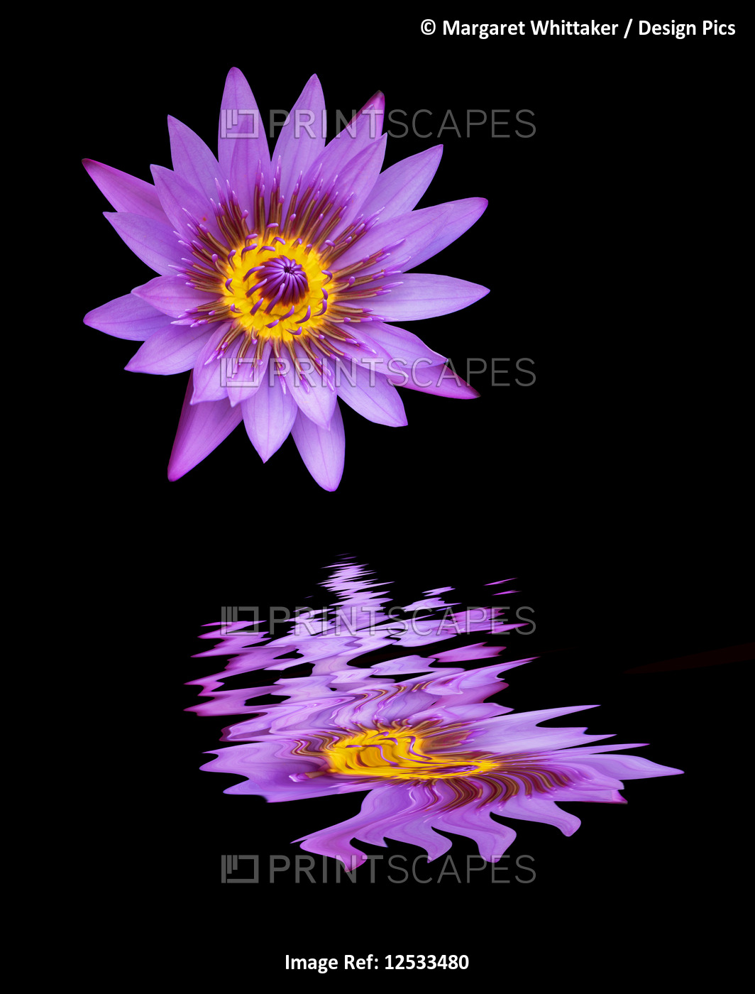 Vibrant purple flower reflected in water against a black background