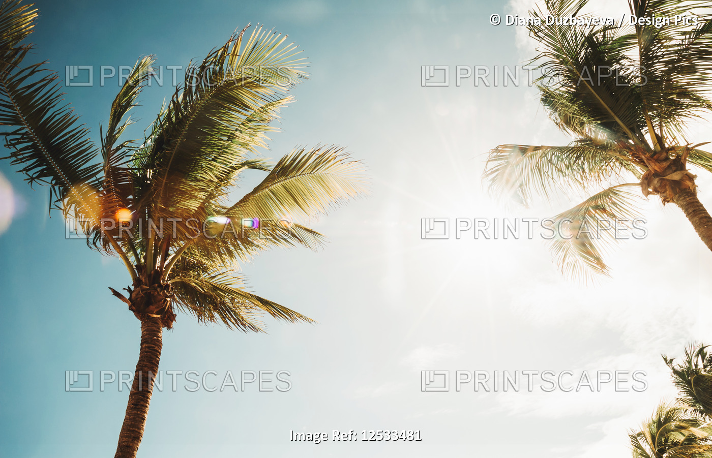 Low angle view of palm trees against a blue sky illuminated by sunlight; Mexico