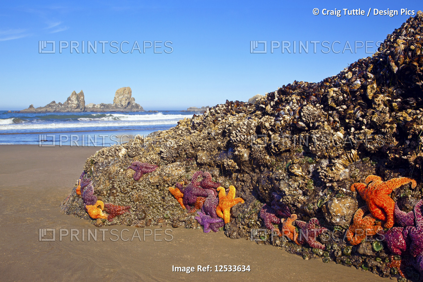 Sea stars clinging to a rock on Cresent Beach along Ecola State Park; Oregon, ...