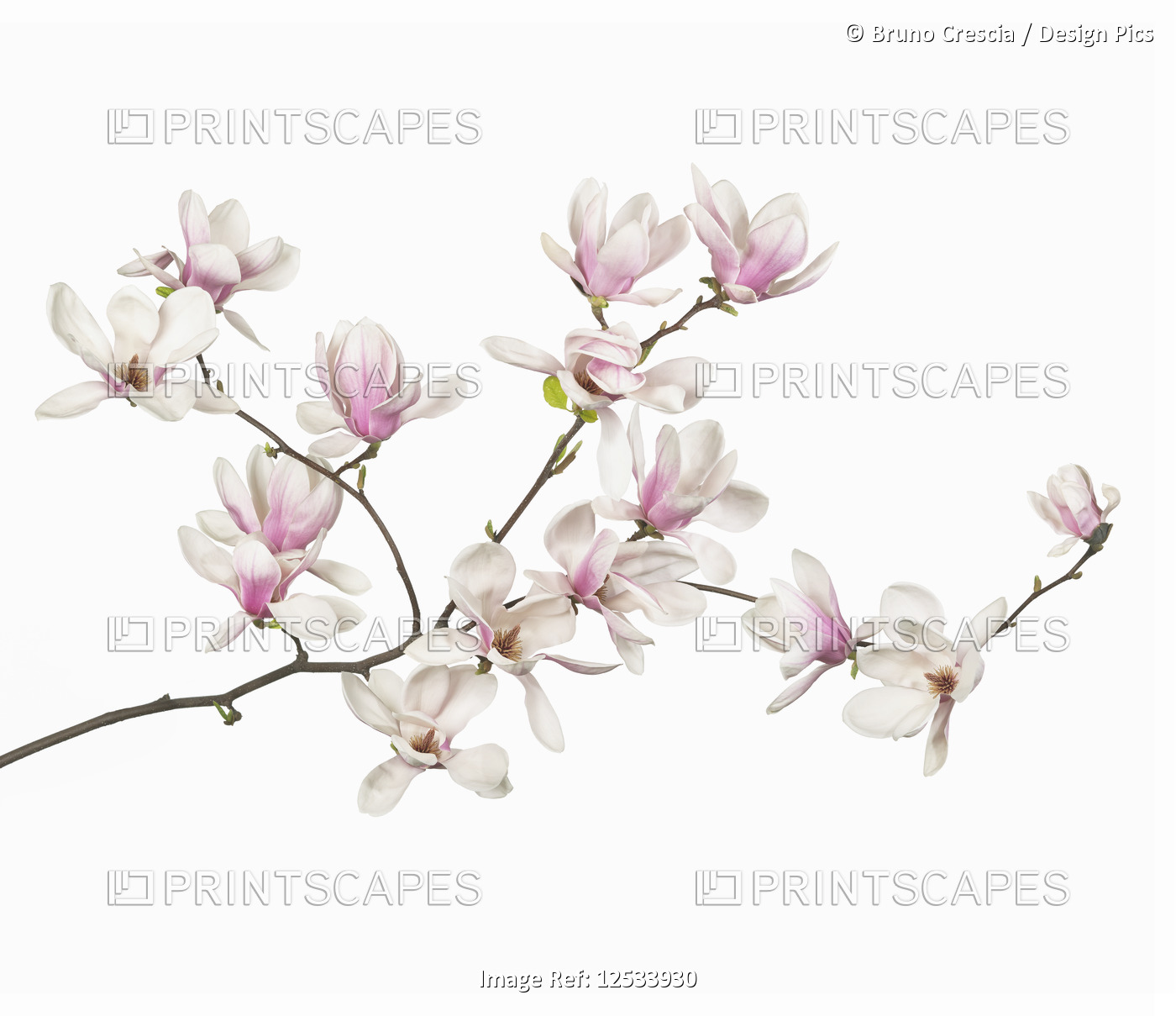 Magnolia flowers on a white background