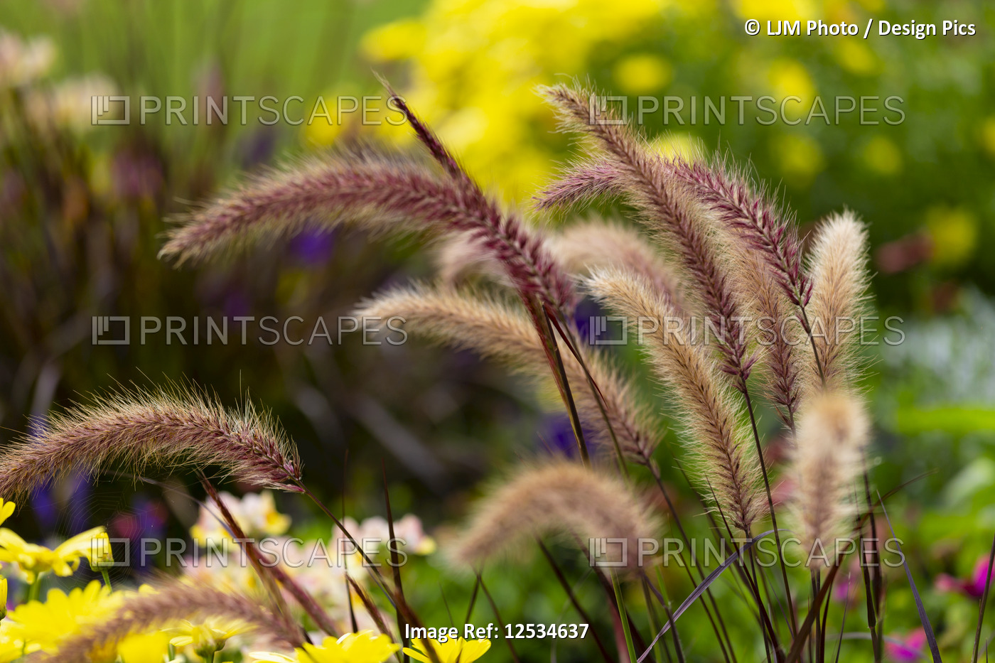 A beautiful array of colourful foxtail grass against a green grass and yellow ...