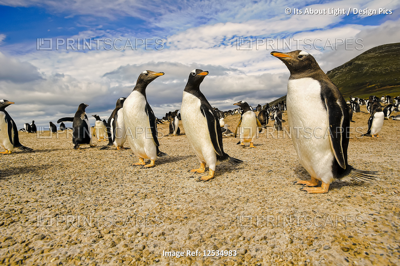 Gentoo penguins (Pygoscelis papua), The Neck; Saunder's Island, Faulkland ...