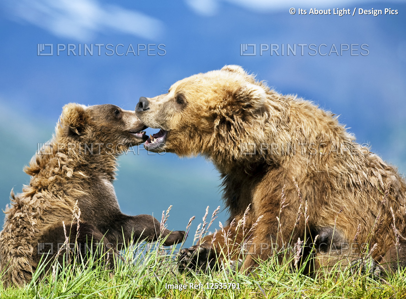 Kodiak Bears (Ursus arctos middendorffi) sow and cub being affectionate and ...