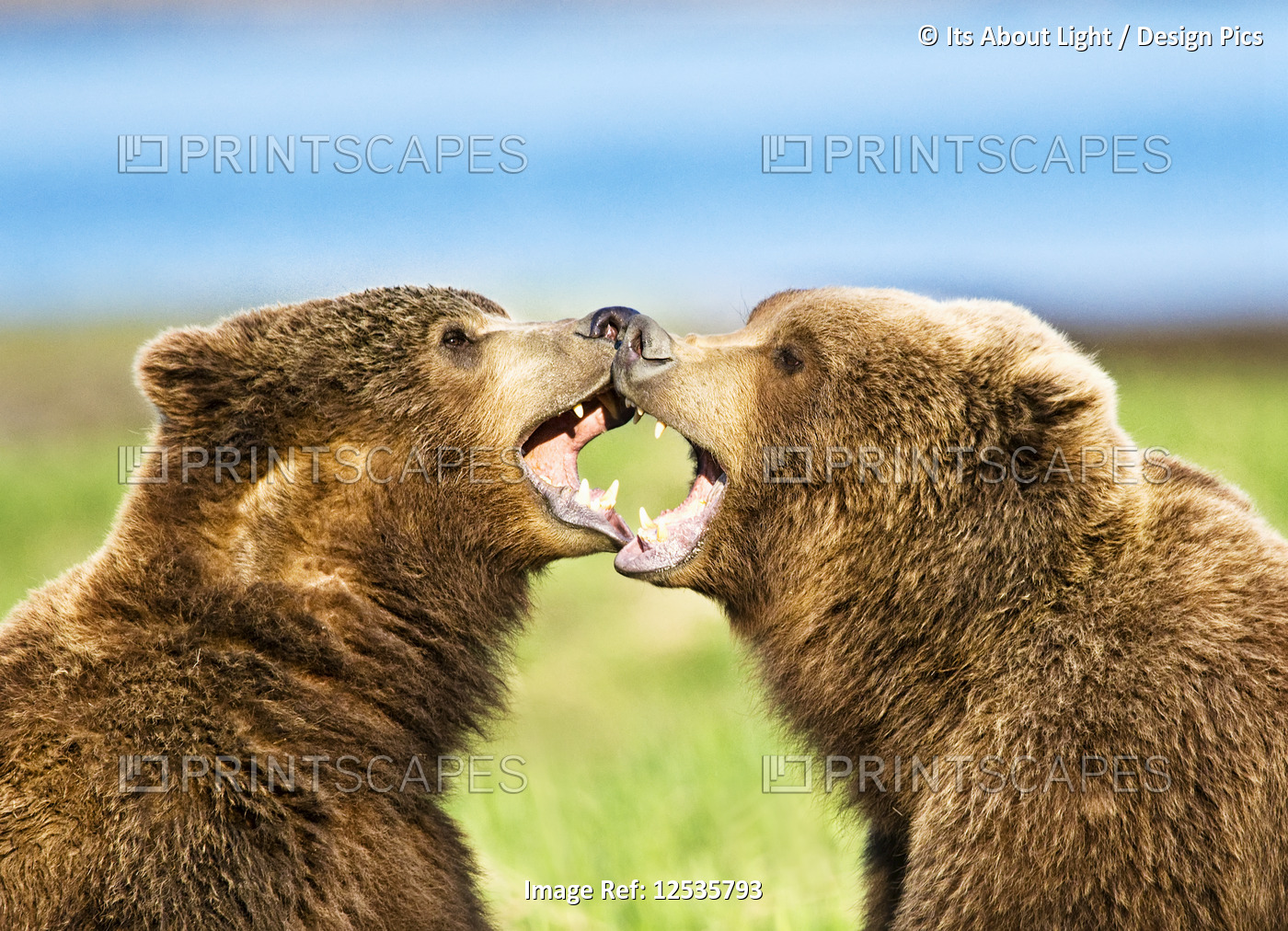 Two Kodiak Bears (Ursus arctos middendorffi) being affectionate and playful as ...