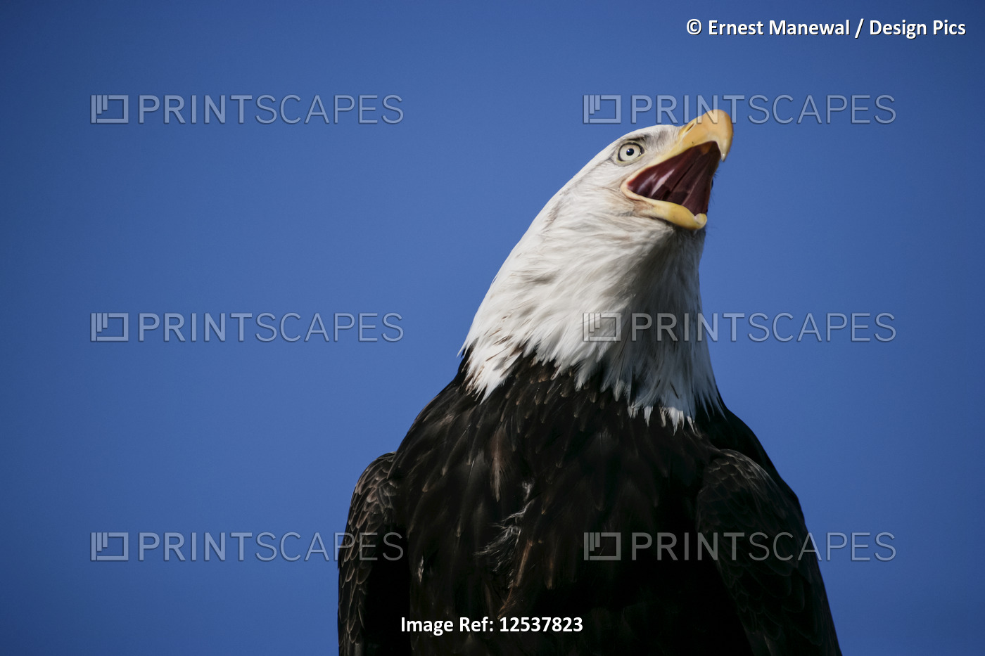 Adult Bald eagle (Haliaeetus leucocephalus) calling; Alaska, United States of ...