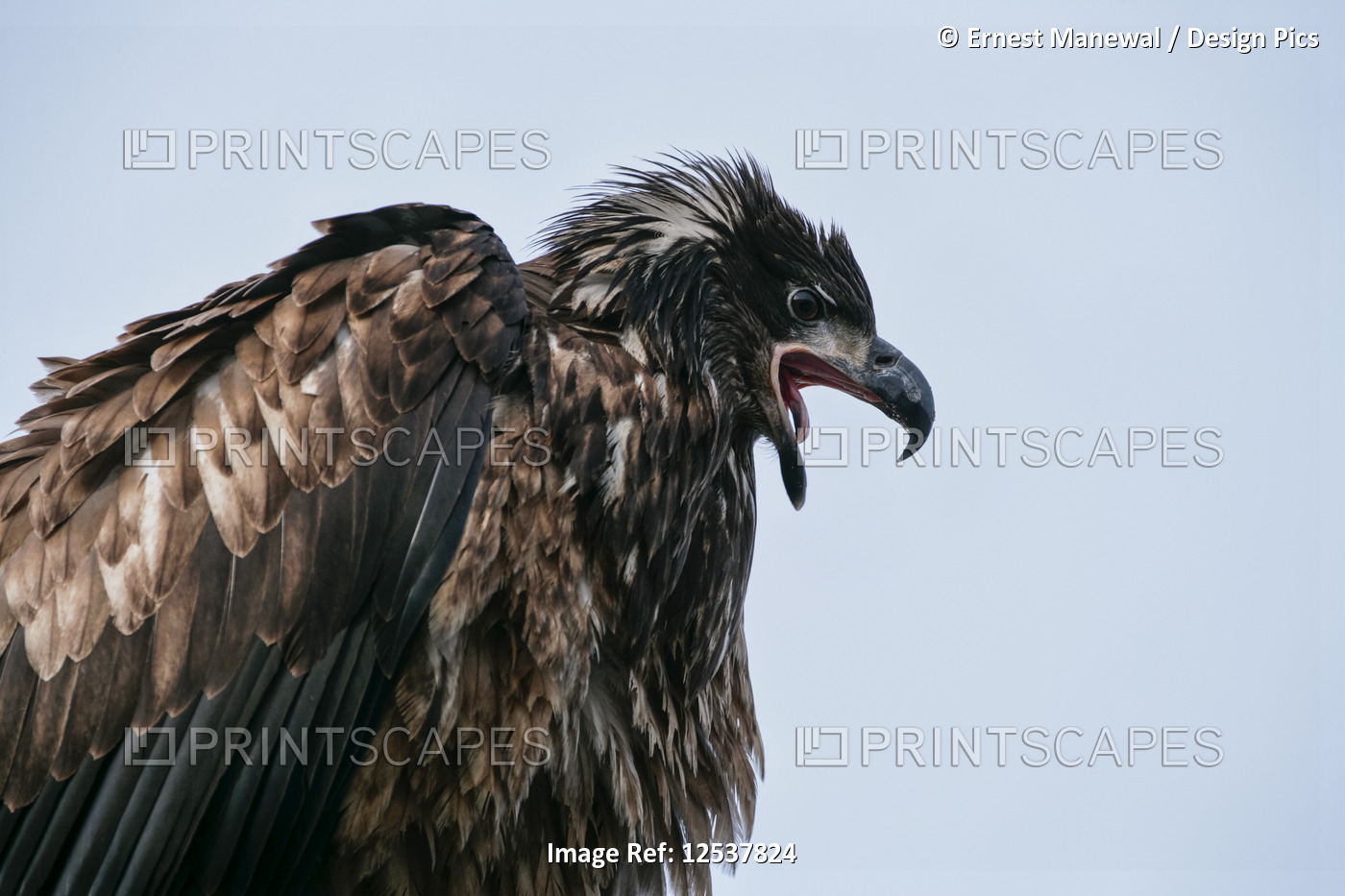 Juvenile Bald eagle (Haliaeetus leucocephalus) calling; Alaska, United States ...