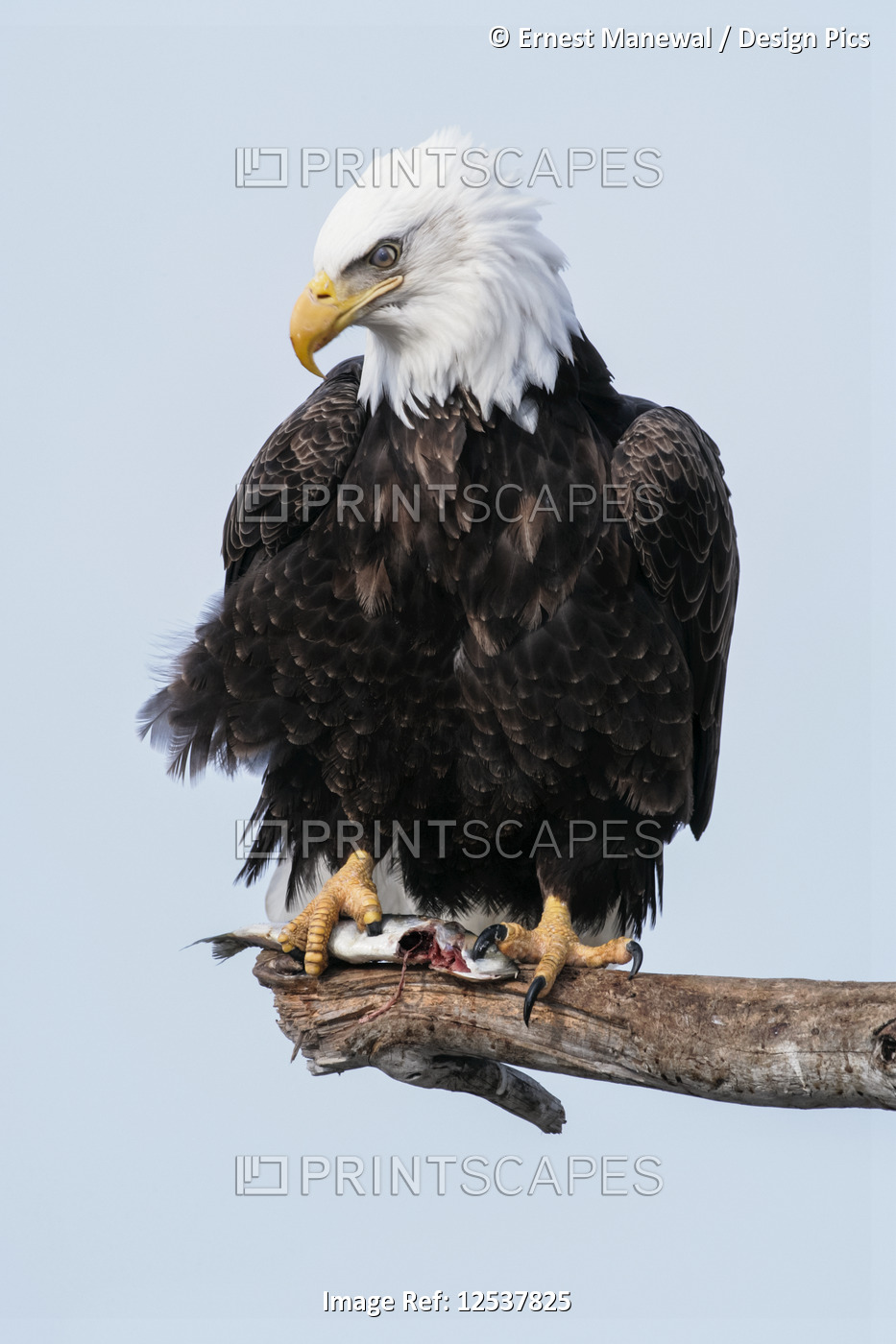 Adult Bald eagle (Haliaeetus leucocephalus) perched on a branch; Alaska, United ...
