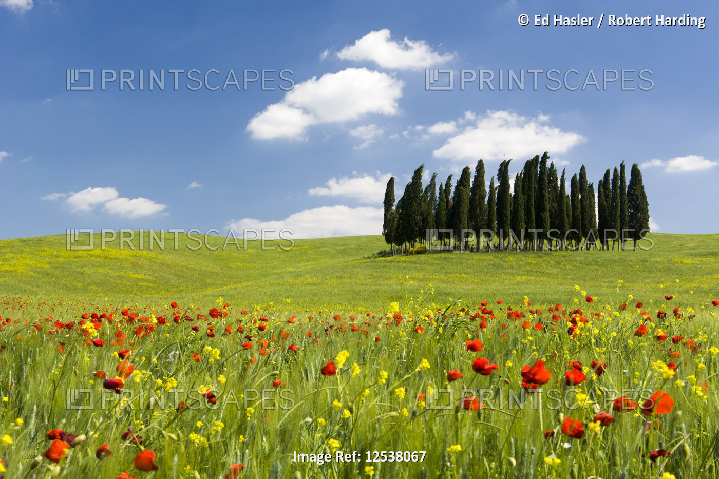 Cypress trees and poppies on green field with blue cloudy sky near San Quirico d'Orcia, Val d'Orcia,