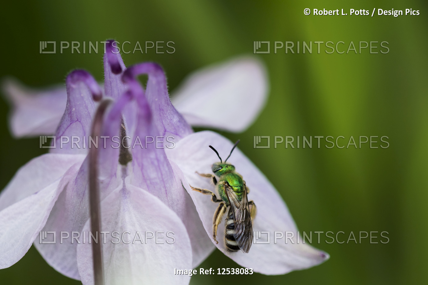 Striped-sweat bee (Agapostemon virescens) rests on a Columbine (Aquilegia) ...