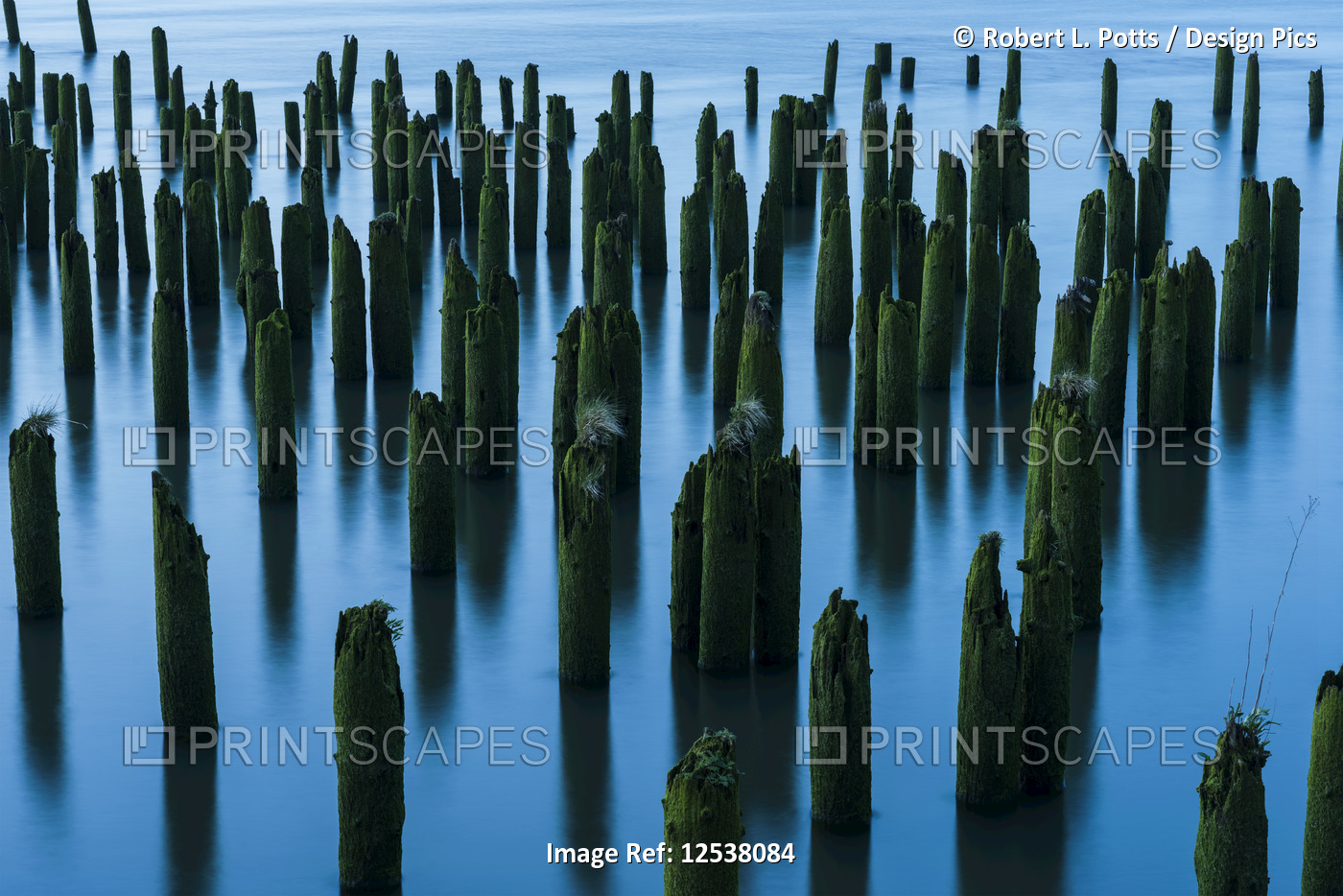 Pilings in the river mark the location of bygone industry; Astoria, Oregon, ...