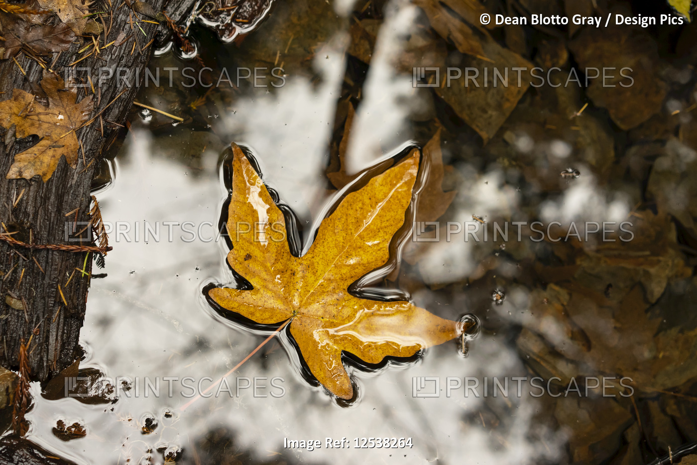Yellow leaf floating on water in autumn; California, United States of America