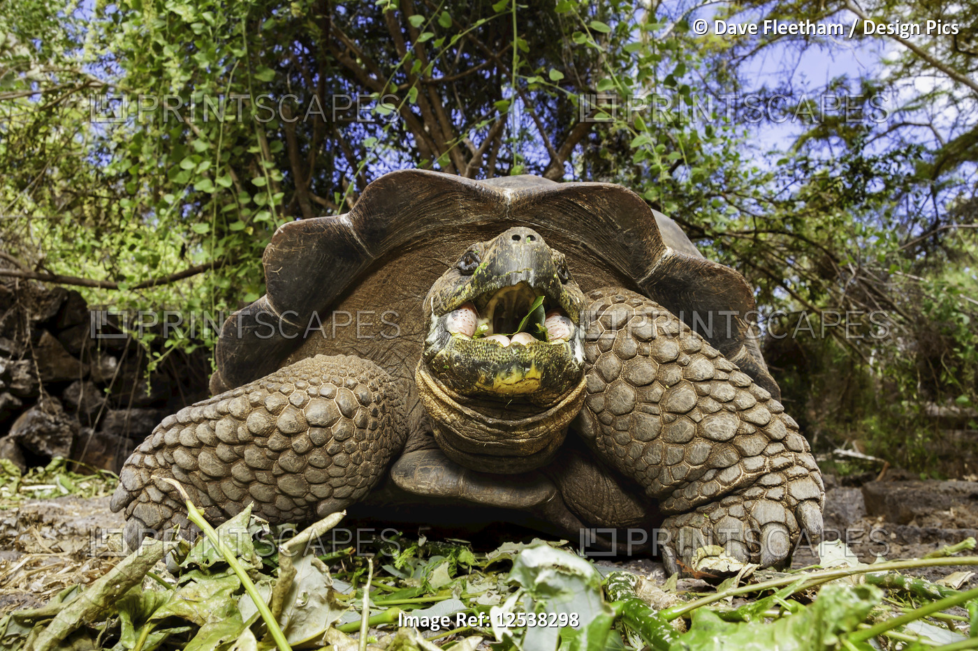 Giant tortoise (Chelonoidis nigra) are the largest living species of tortoise ...