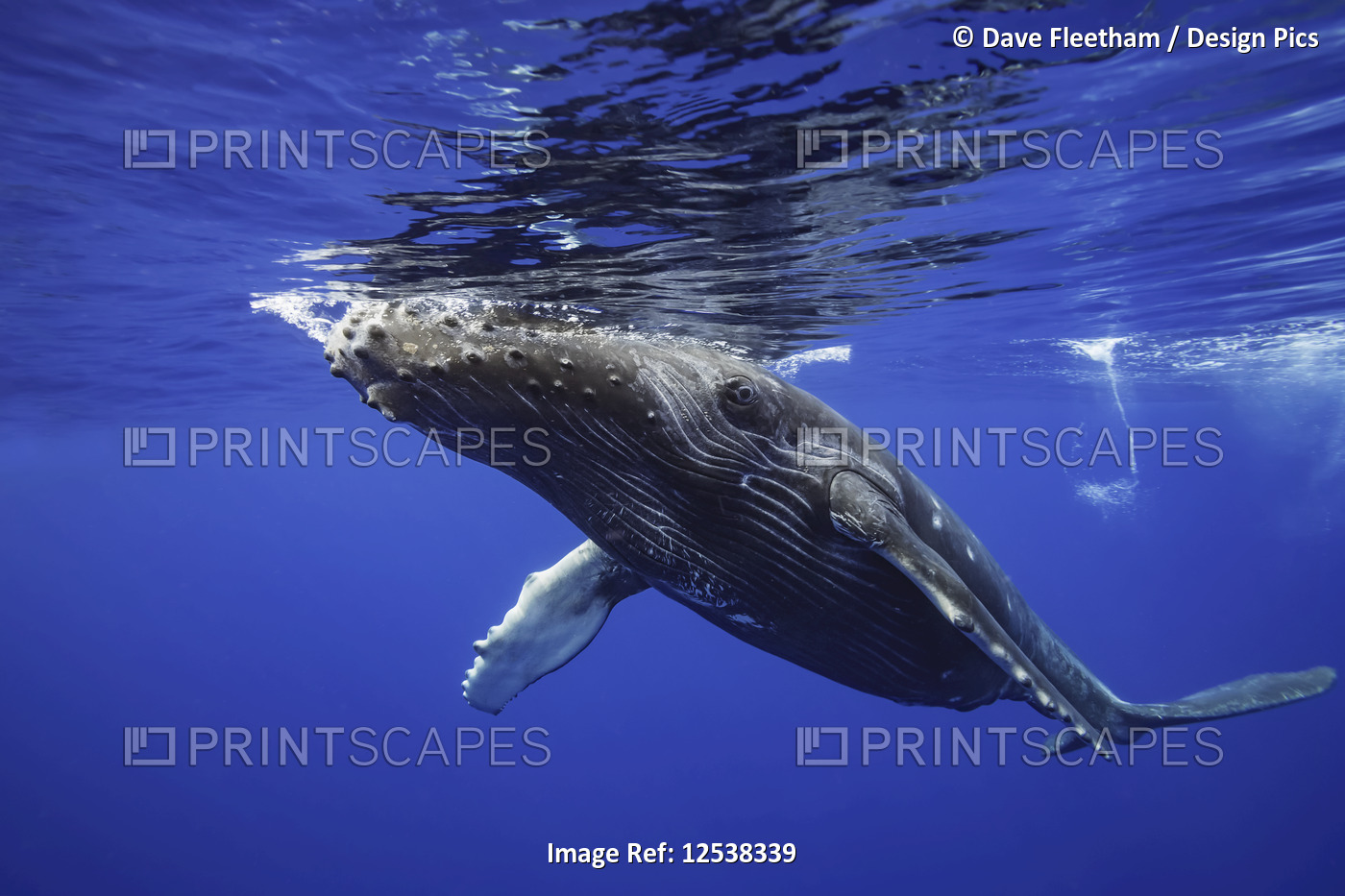 Humpback whale (Megaptera novaeangliae) at the surface of the water; Hawaii, ...
