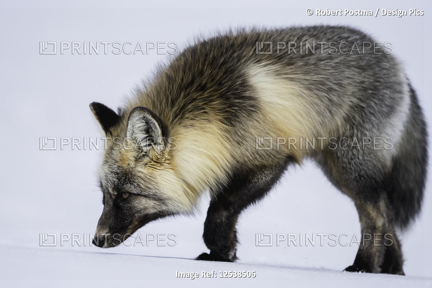 Red fox (Vulpes vulpes) walking in snow; Haines Junction, Yukon, Canada
