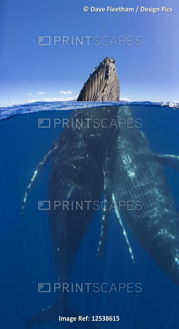 A split image of a pair of humpback whales (Megaptera novaeangliae) underwater ...