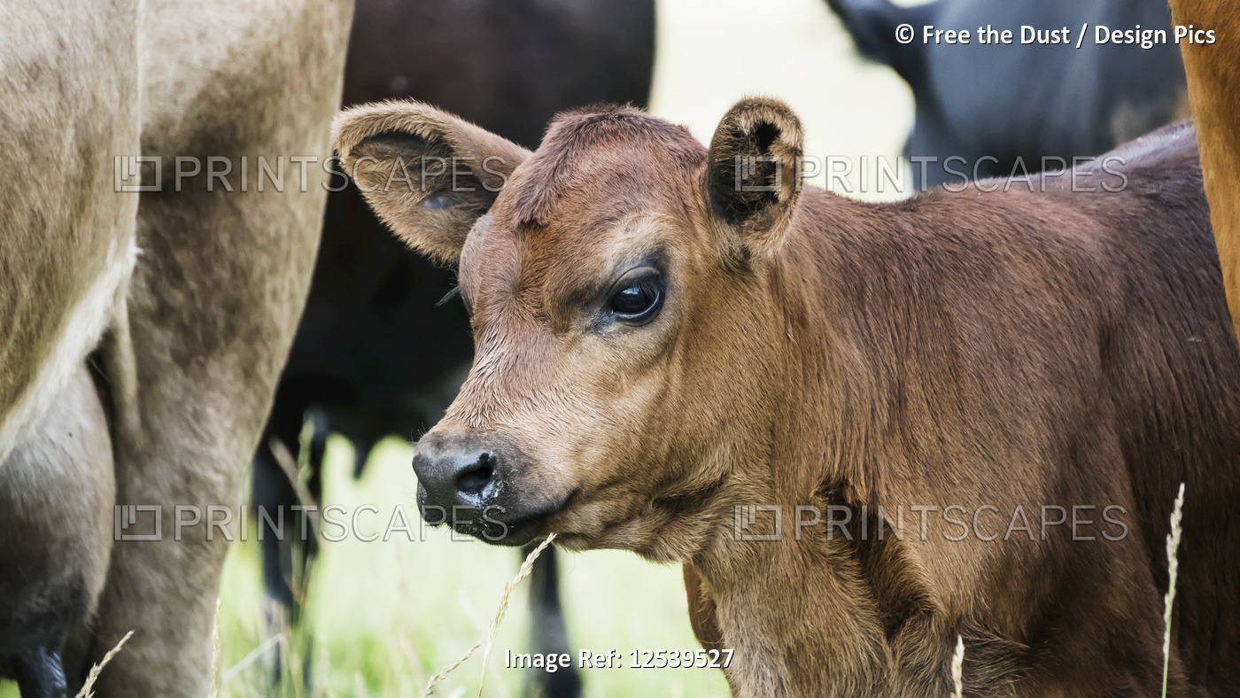 Close-up of calf with a herd of cows in a field of long grass; Utah, United ...