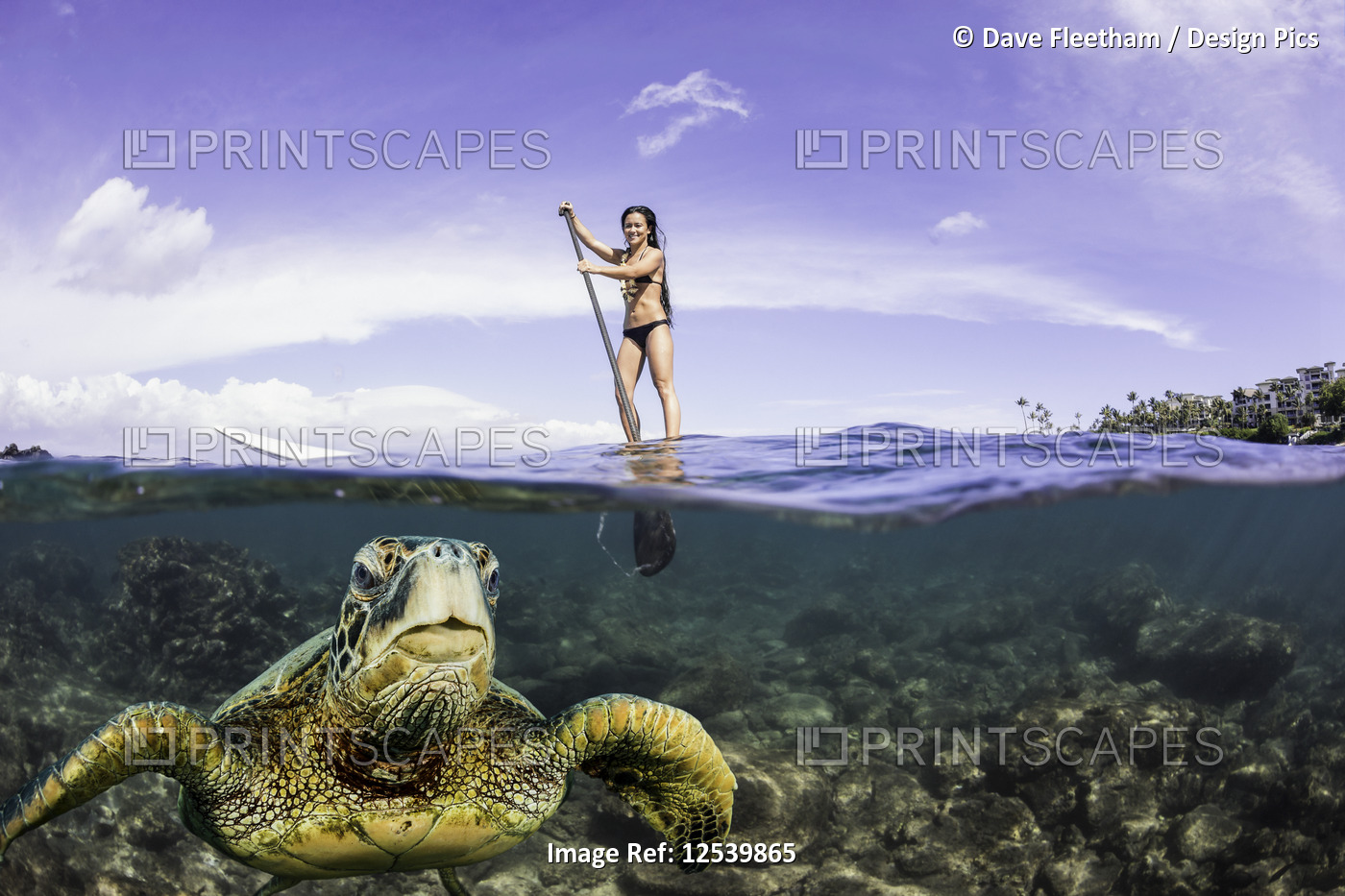 A green sea turtle (Chelonia mydas), an endangered species, surfaces for a ...