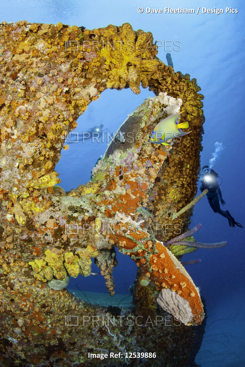 Divers and a queen angelfish (Holacanthus ciliaris) around the prop on the ...
