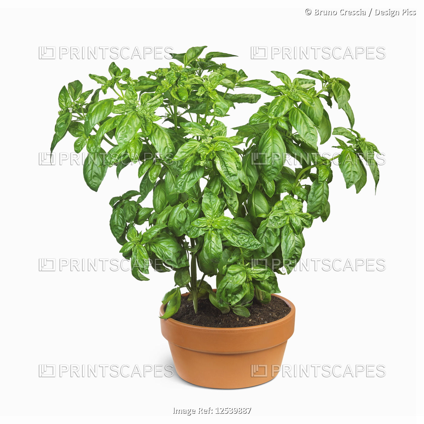 Organic basil plant growing in a pot on a white background