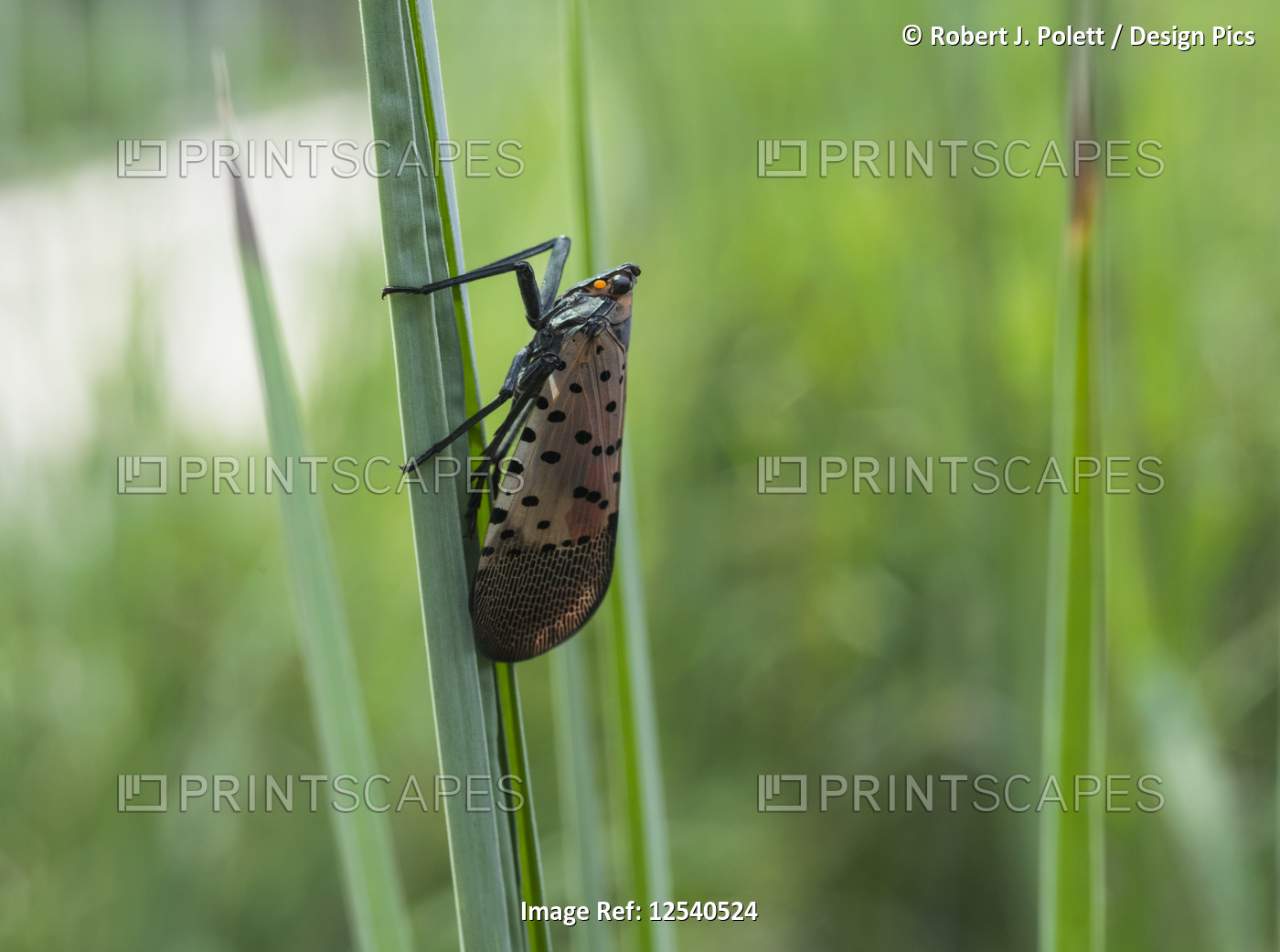 Invasive spotted lanternfly (Lycorma delicatula) on decorative grasses; ...