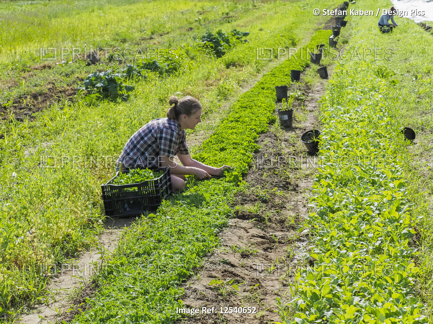 Woman harvesting pea shoots, Prince George County; Upper Marlboro, Maryland, ...