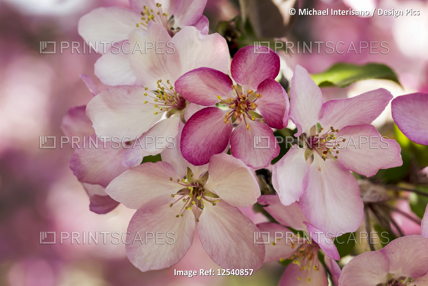 Close-up of a cluster of pink apple blossoms; Calgary, Alberta, Canada