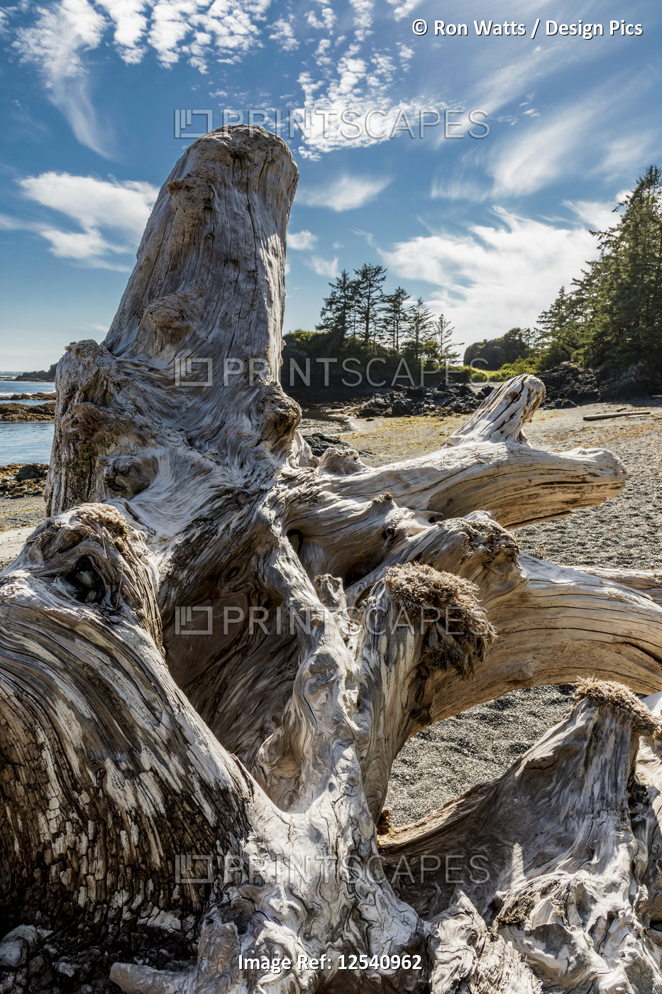 A large driftwood trunk lodges on a rocky island off Nootka Island, Nuchatlitz ...