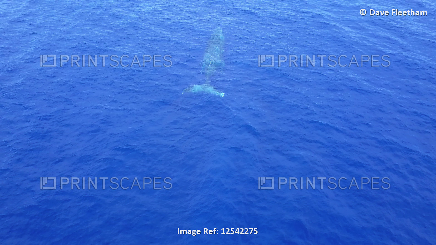 Aerial view of a humpback whale (Megaptera novaeangliae) surfacing for a breath ...