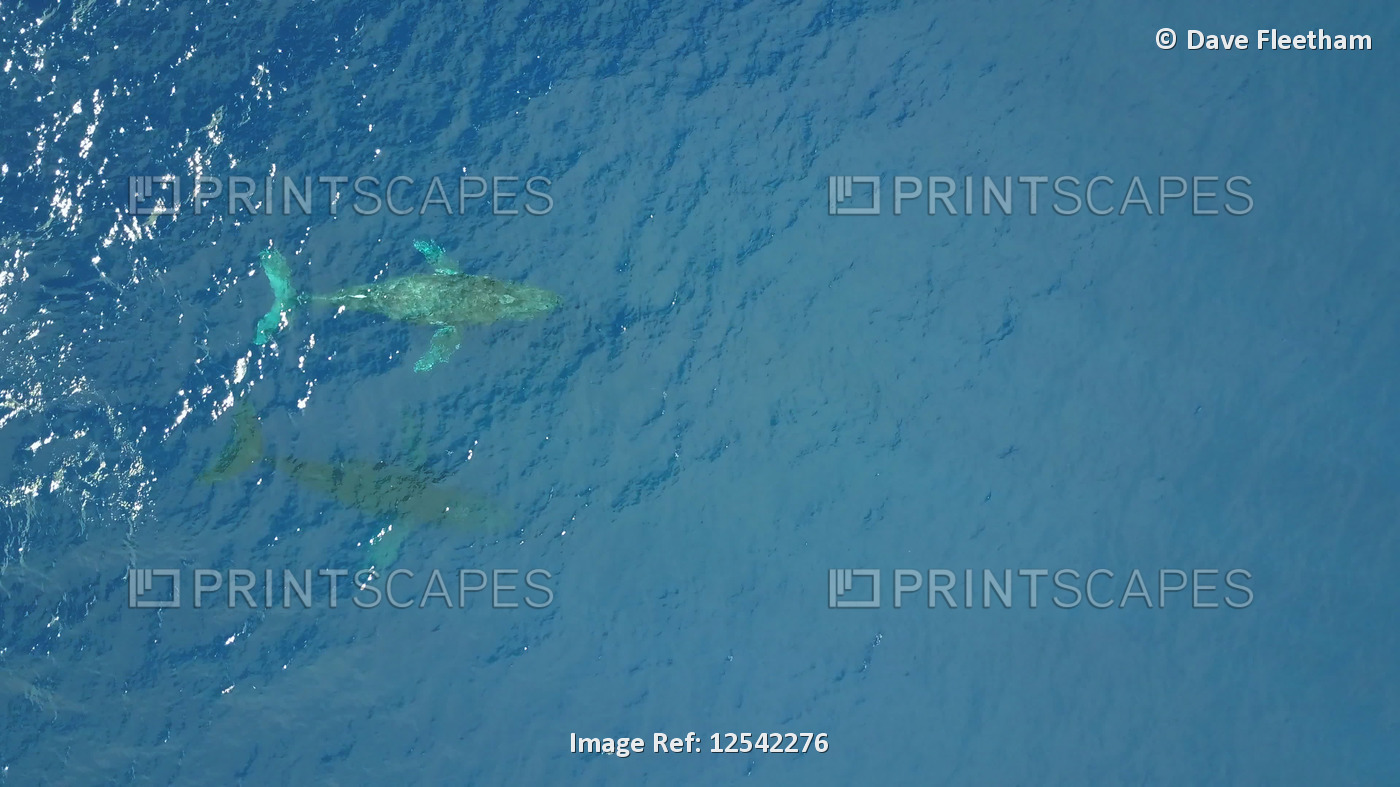 Aerial view of a humpback whale (Megaptera novaeangliae) surfacing for a breath ...