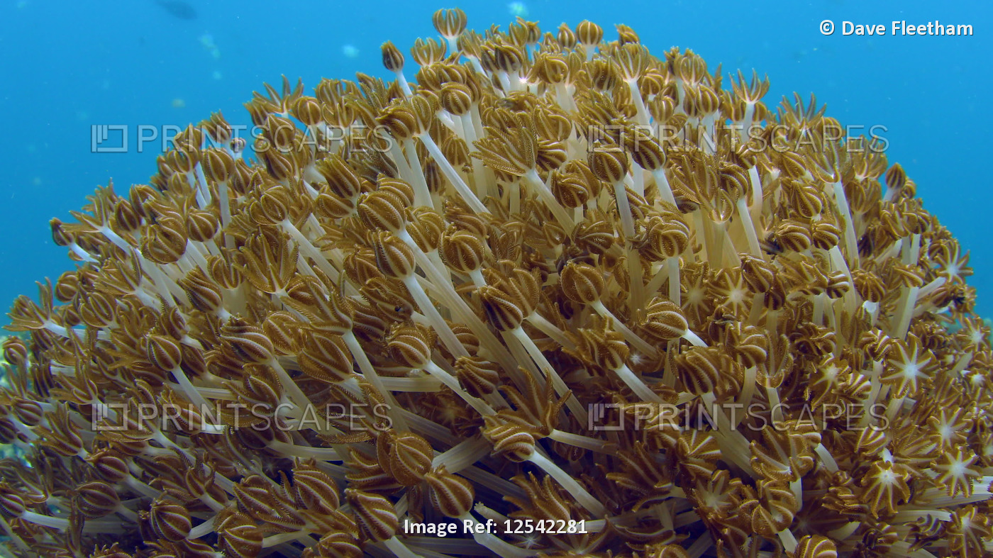 Pulsing soft coral (Xenia elongata) feeding in the surge on a shallow reef; ...
