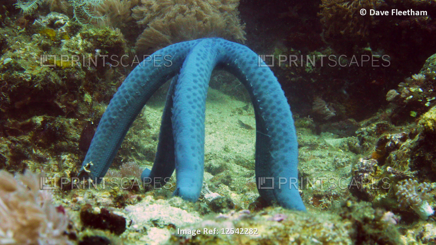 This blue seastar/starfish (Linckia laevigata) is perching as high as it can to ...