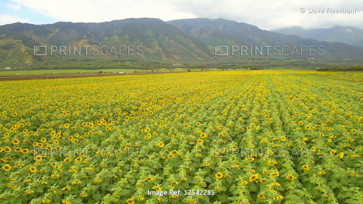 Sunflower field, sunflowers are used to create biodiesel an alternate energy ...
